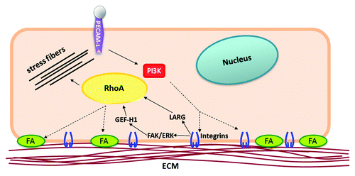 Figure 2. Model of PECAM-1-mediated mechanotransduction. Force-dependent activation of PI3K downstream of PECAM-1 promotes global activation of integrins, cell-wide activation of RhoA, and global growth of focal adhesions. Cell-wide propagation of the signaling cascade facilitates adaptive stiffening and strengthening of adhesions, which function to resist the applied force.