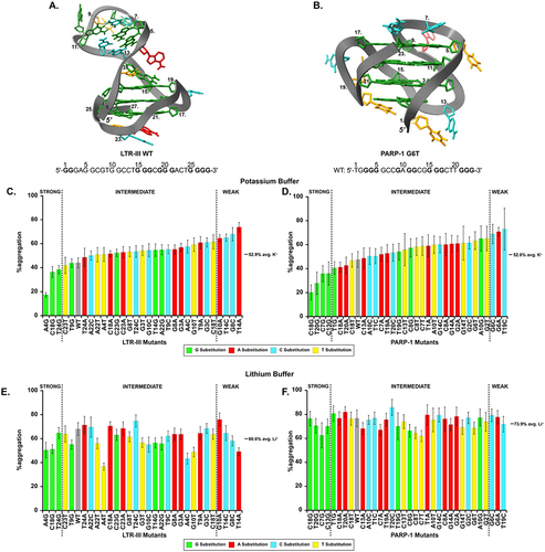 Figure 2. A/B. PDB-deposited NMR structures and wild-type sequences for G-quadruplexes A. LTR-III (PDB 6H1K) and B. PARP-1 (PDB 6AC7). Bolded guanines are contained in the G-quadruplex core. Numbers on the structure indicate their positions in the 5’ to 3’ sequence given below the structures. The NMR structure is shown of PARP-1 G6T and the sequence beneath is for WT PARP-1. C.-F. Thermal denaturation aggregation assay results comparing %aggregation of 0.55 µM citrate synthase in the presence of C./E. 1.1 µM LTR-III mutants and D./F. 0.275 µM PARP-1 mutants in either 10 mM potassium phosphate pH 7.5 (C./D.) or 40 mM HEPES LiOH pH 7.5 (E./F.) buffers. We also performed the experiment in HEPES KOH to confirm the buffer identity did not alter holdase activity. The %aggregation across mutants is similar to the results obtained in potassium phosphate buffer (Figure S1.) Colors of the bars indicate the nucleotide substitution: bases in the WT sequence changed to guanine are green, to thymine yellow, to cytosine cyan, and to adenine red. Strong, intermediate, weak cut-offs (vertical-dashed lines) were determined by averaging the potassium phosphate %aggregation values across a given sequence and its mutants (marked by a solid black line). Values outside 1 standard deviation from the mean were considered weak if >1 SD or strong <1 SD from the mean. Experiments were performed in triplicate and the error bars represent ± SE.