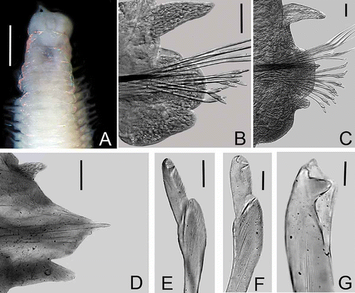 Figure 4. Lysidice phyllisae n. sp. A, Anterior end, dorsal view. B, Chaetiger 3, frontal view. C, Chaetiger 19, frontal view. D, Chaetiger 107, frontal view. E, Compound falcigers, chaetiger 3. F, Compound falcigers, chaetiger 100. G, Subacicular hook, chaetiger 30. Scale bars: A, 0.5 mm; B–D, 0.05 mm; E–G, 0.01 mm.