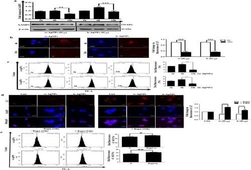 Figure 7 Analysis of prolonged AgNP exposure on lysosomal function. (A) Immunoblot showing comparative LAMP1 expression at different time points post-AgNP exposure. (B) A comparative analysis of LysoTracker Red fluorescence between 6 h and 24 h, post exposure to AgNPs. (C) A comparative analysis of AO red fluorescence at different time points as analyzed through flow cytometer post-exposure to AgNPs. [Significant difference between 6 h and 24 h of AgNP treatment with respect to 1 h is represented as (*), whereas as ($) represents a significant difference between 6 h and 24 h]. (D) A comparative analysis of LysoTracker Red fluorescence with or without Rapa, post exposure to AgNPs at IC50 dose for 24 h. (E) A comparative analysis of AO red fluorescence, in presence or absence of Rapa, post exposure to AgNPs at IC50 dose for 24 h. Rapa was added 24 h before NP treatment. [Symbol @ represents statistically significant difference with respect to AgNP-treated cells]. Scale bar- 200 µm.