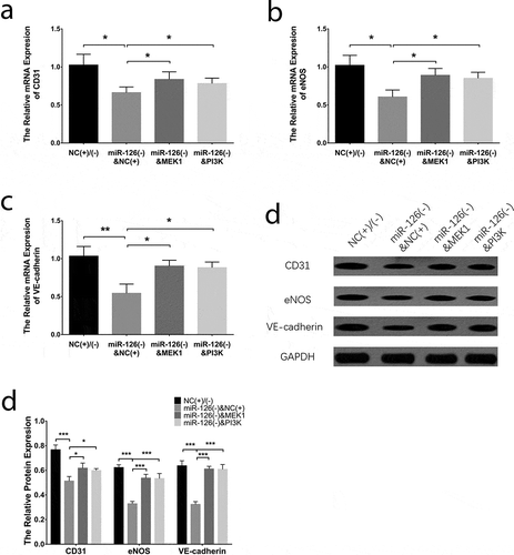 Figure 4. Effect of miR-126 on BMSCs osteogenic differentiation. After transfections, the mRNA expressions of ALP (a), OPN (b) and RUNX2 (c), their protein expressions (d), and the gray-scale quantification of their protein expression (e) in each group of BMSCs. Each experiment was conducted in triplicate. Comparison between two groups was determined by unpaired t-test. P value <0.05 was considered statistically significant. *P < 0.05, **P < 0.01. MiR-126, microRNA-126; BMSCs, bone marrow-derived mesenchymal stem cells; ALP, alkaline phosphatase; OPN, osteopontin; RUNX2, runt-related transcription factor 2