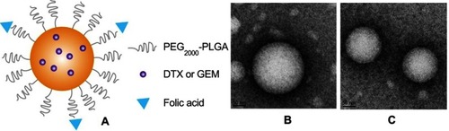 Figure 1 The microstructural schematic diagram of FA-PEG2000-PLGA-DTX/GEM NPs (A). Transmission electron microscope photograph of FA-PEG2000-PLGA-DTX/GEM NPs (B) and PLGA-DTX/GEM NPs (C). (amplification×44,000).Abbreviations: DTX, docetaxel; GEM, gemcitabine; NPs, nanoparticles.