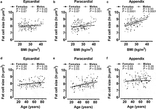 Figure 2. Univariable correlations of fat cell sizes with body mass index (BMI) and age from all post-mortem cases after sex separation.