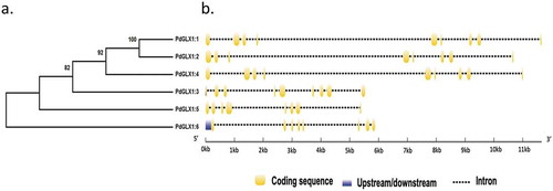 Figure 1. Phylogenetic analysis of the putative PdGLX1 proteins using the Maximum Likelihood (ML) method (a). The percentage of trees in which the proteins clustered together is shown next to the branches based on 1000 bootstrap replicates. Intron-exon map of the different PdGLX1 genes (b)