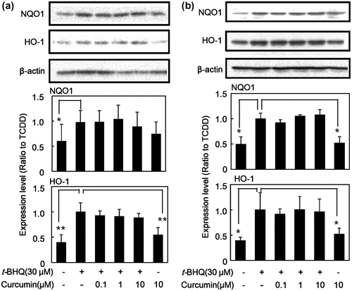 Figure 2. Effect of curcumin on t-BHQ-induced protein expression of phase II drug-metabolizing enzymes in HepG2 cells. (a) HepG2 cells and (b) Hepa-1c1c7 cells were treated with the indicated concentrations of curcumin. The cells were then exposed to 30 μM t-BHQ or DMSO alone as a vehicle control for 24 h. Cell lysates were prepared and used for measurement of protein expression of Nrf2, NQO1, HO-1 and β-actin by western blotting analysis with their respective antibodies. Typical representative data are shown from three independent experiments. Density of specific band was measured and shown after normalization by β-actin expression. The value of TCDD alone was set to 1. The results are represented as the mean ± SD (n = 3). Asterisks indicate significant difference from the value of TCDD alone by Dunnett’s test (*; p < 0.05, **; p < 0.01).