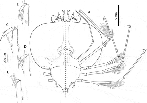Figure 9. Chelarctus crosnieri Holthuis, Citation2002, subfinal stage. A, ventral (right) and dorsal (left) view; B, dactylus of first pereiopod (P1); C, dactylus of second pereiopod; D, dactylus of third pereiopod (P3); E, dactylus of fourth pereiopod (P4). Scale bars: A = 5 mm; B–E = 200 µm.