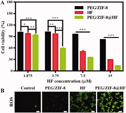 Figure 3. (A) Cell proliferation of B16F10 cells cultured with PEG/ZIF-8, HF, and PEG/ZIF-8@HF for 24 h, *p<.05, **p<.01, and ***p<.001; (B) fluorescence images indicating the ROS levels of B16F10 cells cultured with PEG/ZIF-8, HF, and PEG/ZIF-8@HF for 6 h and detected by DCFH-DA fluorescent probe, the scale bar is 50 µm.