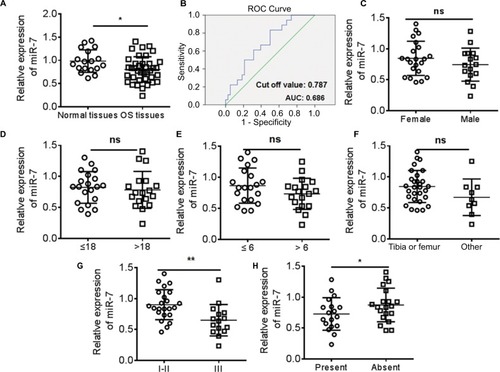 Figure 2 miR-7 as tumor suppressor in OS.Notes: (A) The expression of miR-7 in relative normal bone tissues (n=18) and OS tissues (n=38) was determined by qPCR. (B) The diagnostic value of miR-7 was analyzed by ROC curve analyses. The clinicopathological characteristics including (C) gender, (D) age, (E) tumor size, (F) tumor localization, (G) Enneking stage, and (H) metastasis were analyzed. *P<0.05, **P<0.01; data represent mean±SD.Abbreviations: ns, not significant; OS, osteosarcoma; qPCR, quantitative real time polymerase chain reaction; ROC, receiver operating characteristic.