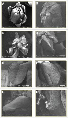 Figure 1. Evaluation of response of ethrel treatment in the development of malformation in flower of mango cv. Amrapali via SEM. Untreated flower bud, scale bar: 500 μm (A). Ethrel treated flower bud, scale bar: 500 μm (B). Untreated flower, scale bar: 500 μm (C). Ethrel treated flower, scale bar: 500 μm (D). Untreated stamen scale bar: 100 μm (E). Ethrel treated stamen scale bar: 100 μm (F). Untreated stigma scale bar: 100 μm (G). Ethrel treated stigma scale bar: 50 μm (H).