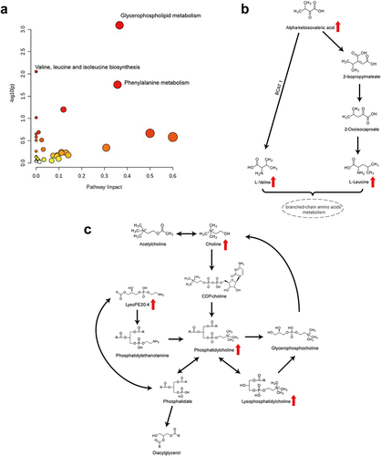 Figure 6 Pathway enrichment analysis. (a) overview of pathways based on the KEGG pathway network (b) valine, leucine, and isoleucine biosynthesis (c) glycerophospholipid metabolism.