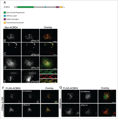 Figure 1 . ACBD4iso2 is a peroxisomal C-tail-anchored protein. (A) Schematic overview of ACBD4iso2 domain structure. ACBD = acyl-CoA binding domain, FFAT-like = 2 phenyalanines in an acidic tract, CC = coiled coil, TMD = transmembrane domain. (B-E) Subcellular localization patterns for ACBD4iso2. COS-7 cells transfected with Myc-ACBD4iso2 were immunolabelled using αPEX14 (peroxisomal marker), αTOM20 (mitochondrial marker) and αMyc antibodies. (E) Higher magnifications of boxed regions are shown (F-G) Differential permeabilisation. COS-7 cells expressing FLAG-ACBD4iso2 were fixed, permeabilised with either Triton X-100 (0.2% in PBS) (F) or digitonin (2.5µg/ml in PBS) (G), and stained with αCatalase (PO matrix), αPEX14 (PO membrane) or αFLAG antibodies. Bars, 10 µm (overlay), 2µm (magnified sections).