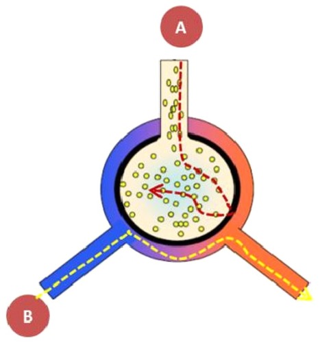 Figure 1 Local pulmonary administration of FVIIa into the airways ensures that the drug reaches its alveolar receptor TF. However, most importantly, taking into account the separation between the two compartments the “air side” and the “systemic side”, there will not be systemic adverse effects in as much as the alveolo-capillary membrane does not allow the transmembranous passage of FVIIa, when inhaled. FVIIa does not pass through the alveolo-capillary membrane either from the (A) alveolus or (B) the blood side.