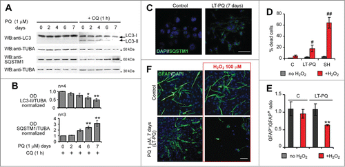 Figure 4. Reduction of basal autophagy by long-term pretreatment with PQ leads to functional defects in antioxidant capacity of astrocytes. (A) U373 cells were cultured in the presence of 1 μM PQ for 7, 6, 4 and 2 d, under optimal culture conditions to prevent PQ-induced cell death. On d 7, CQ (25 μM) was added 1 h before lysis. LC3 and SQSTM1 expression were analyzed by WB. (B) Densitometric analysis of data in (A); Mean +/− SEM; statistical analysis: one-way ANOVA followed by Dunnett's post-test; n, number of analyzed experiments; 5 groups, 3 to 6 samples for each group, *P < 0.05, **P < 0.01. (C) Representative confocal images (extended focus) of SQSTM1 immunostaining in control and PQ-long-term pretreated (LT-PQ) U373 cells (7 days treatment with 1 μM PQ). Bar: 100 μm. Note accumulation of SQSTM1 aggregates in LT-PQ cells. (D–F) LT-PQ U373 cells are more sensitive to H2O2 and less effectively protect dopaminergic SH-SY5Y neuroblastoma cells from H2O2-induced cell death. (D) Control (C), PQ-long-term pretreated U373 cells (LT-PQ) and SH-SY5Y (SH) cells were plated separately under standard culture conditions and 2 days later exposed to 100 μM H2O2 for the next 24 h. Cell mortality was analyzed by trypan blue exclusion assay and flow cytometry. The graph shows the mean +/− SD of a representative experiment out of 3 independent experiments, performed in triplicate. Statistical analysis: Mann-Whitney test, n = 3 in each group,#P < 0.05,##P < 0.01 indicate significant differences vs H2O2-treated C cells. (E) Control and LT-PQ U373 cells were mixed 1:1 with dopaminergic SH-SY5Y cells, plated on cover slips and cultured for 2 d under standard conditions. Next, cocultures were exposed to 100 μM H2O2 for 24 h and subsequently fixed and stained for GFAP and DAPI. The ratio of SH-SY5Y dopaminergic cells to astroglial cells was assessed by counting GFAP-negative and GFAP-positive cells from at least 1000 DAPI-positive cells. The graph shows the mean ratio of GFAP− to GFAP+ cells +/− SEM, from 3 independent experiments, performed in triplicate. Statistical analysis: Mann-Whitney test, n = 9 samples in each group, **P < 0.01. (F) Representative confocal images (extended focus) of U373-SH-SY5Y cocultures described in (E). Bar: 100 μm.