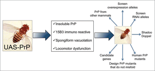 Figure 4 Possible uses for the PrP-expressing flies. Scheme for potential applications of fruit flies expressing mammalian PrP. Flies expressing HaPrP display features relevant in prion disorders, including progressive insolubility, immunoreactivity to the conformational antibody 15B3 that recognizes PrPSc conformers, spongiform vacuolation by day 30 and rapid locomotor dysfunction. These assays can be used as the basis of genetic screens to identify novel genes relevant for PrP misfolding and neurotoxicity, and to undertake complex comparative studies that may result too expensive and time consuming in transgenic mice.