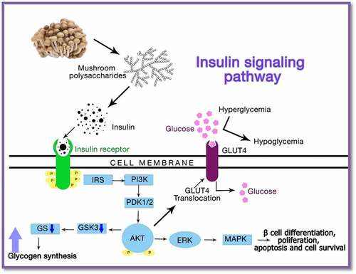 Figure 3. Action of mushroom polysaccharide acting on the insulin receptor thereby altering the insulin signaling pathway