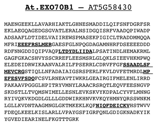 Figure 1. Elucidation of Atg8-binding motifs in the Arabidopsis exocyst subunit exo70 family protein H7. The amino acid sequence of this protein was retrieved from the protein database of PUBMED. The Atg8-binding motifs (AIMs) were elucidated by a bioinformatics approach, as described in the text. This approach identified 2 consensuses AIM motif, which are marked in bold letters.