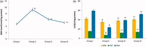 Figure 4. Effect of nimbolide on oxidative stress in CFA-induced rheumatoid arthritis rats. (a) MDA level (b) Antioxidant enzyme activities of SOD, catalase and GSH. Units: SOD, CAT and GSH- U/mg protein. Group I: Control group; Group II: Arthritis induced group; Group III: Arthritis induced + nimbolide group and Group IV: Arthritis induced + Diclofenac Sodium. Values expressed as mean ± SEM (n = 6) and analysed by one-way ANOVA followed by Tukey’s Kramer test. #p < .05 as compared to NC group. *p < .01 as compared to CFA group.