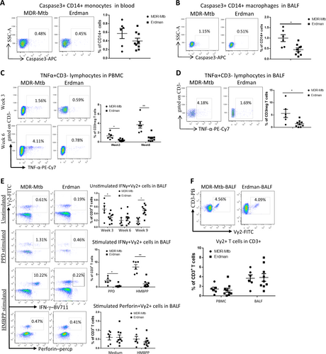 Fig. 2 Early productivity of the MDR-Mtb infection drove caspase 3 production in monocytes/macrophages and induced effector responses of innate-like lymphocytes, including TB phospho antigen-specific γδ T cells.a Representative dot plots of caspase 3+ CD14+ monocyte profiles in the blood at week 3 from MDR-Mtb- and Erdman-Mtb-infected macaques. The population containing surrogate monocytes was gated in the standard size/light scatters. Baseline levels of caspase 3+ CD14+ monocytes/macrophages in the blood or BALF were <0.1% (data not shown). b Data are represented as the mean percentages of caspase 3+ CD14+ macrophages in the BALF from MDR-Mtb- and Erdman-Mtb-infected macaques in week 3. The population containing surrogate macrophages was gated in the standard forward/light scatters. c Representative flow plots show TNF-α+ CD3− effector lymphocytes in the blood from MDR-Mtb- and Erdman-Mtb-infected macaques in weeks 3 and 6. d Representative flow plots show TNF-α+ CD3− lymphocytes in week 6 in the BALF from MDR-Mtb- and Erdman-Mtb-infected macaques. e Representative flow plots show CD3+ Vγ2+ T effector cells in the BALF from MDR-Mtb- and Erdman-Mtb-infected macaques. The upper panels show Vγ2+ T cells constitutively producing IFN-γ in the absence of the antigen stimulation of cells in the BALF collected in weeks 3, 6, and 9. The baseline levels of constitutive IFN-γ+ Vγ2+ T cells before infection were <0.01–0.1%. The middle panels show the mean frequencies of CD3+ Vγ2+ IFN-γ+ T effector cells after PPD or HMBPP stimulation of BALF cells collected in week 3. The values measured in the medium alone were subtracted from the experimental measurements. The lower panel shows the mean percentage of CD3+ Vγ2+ perforin+ T cells after medium or HMBPP stimulation of BALF cells collected in week 3. Vγ2+ T effector cells were measured by ICS as previously described. Data were derived from up to six MDR-Mtb-infected macaques and nine Erdman-Mtb-infected macaques. **p < 0.01, *p < 0.05. f Representative flow histograms show the frequencies of CD3+ Vγ2+ T cells in PBMCs and the BALF in week 3. Data are represented as the mean + ± SEM of the percentages (%) and were analyzed by the Mann–Whitney test (nonparametric method)