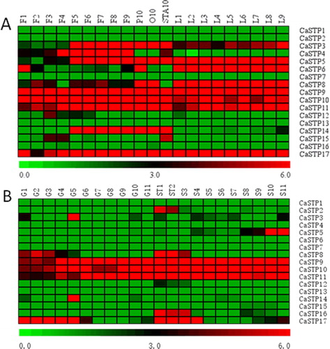 Figure 5. Heat map of the expression pattern of STP genes in different tissues of pepper. (A) F1-F9 represents flower buds of different stages; P10: petals; O10: ovary; STA10: stamens; L1-L9 indicates the expression of CaSTPs in leaves at 2, 5, 10, 15, 20, 25, 30, 40 and 50 days after emergence. (B) G1-G11 indicated the expression of CaSTPs in fruits at 3, 7, 10, 15, 20, 25, 30, 35, 40, 45 and 50 days after flowering, respectively; ST1 and ST2 represent seeds and placenta in fruits 10 and 15 days after flowering, respectively; S3-S11 indicates the expression of CaSTPs in leaves at 20, 25, 30, 35, 40, 45, 50, 55 and 60 days after flowering. Heat maps are presented in red/black/green colors that represent high/medium/low expression, respectively.
