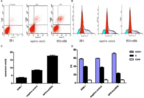 Figure 4. Effects of RPS14-shRNA on apoptosis and cell cycle of SKM-1 cells in flow cytometry. (A) Apoptosis rate was evaluated by FACS after transfection with RPS14-shRNA. (B) Cell cycle was assessed by FACS after transfection with RPS14-shRNA. (C) The analyzed results of apoptosis rate in (A). Apoptosis rate of SKM-1 cells transfected with RPS14-shRNA significantly increased, when compared with SKM-1 cells transfected with negative control (P < 0.05). (D) The analyzed results of cell cycle in (B). The percentage of RPS14-shRNA transfected cells in S phase decreased markedly when compared with cells transfected with negative control (P < 0.05). The percentage of RPS14-shRNA transfected cells in G0/G1 phase increased as compared with those transfected with negative control (P < 0.05). RPS14-shRNA transfection results in cell cycle arrest.
