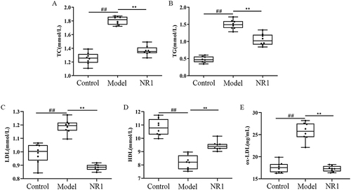 Figure 1 The effects of Notoginsenoside R1 on (A) TC, (B) TG, (C) LDL, (D) HDL and (E) ox-LDL. The data are shown as the mean ± SD (n = 8). ## p < 0.01, significantly different from control group. *p < 0.05 and ** p < 0.01, significantly different from model group.