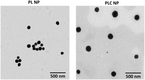 Figure 3. Transmission electron microscope-based morphology analysis of PL NP and PLC NP.