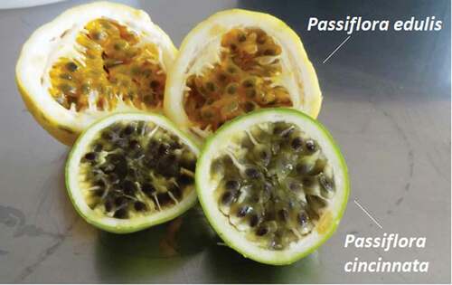 Figure 1. Visual appearance of Brazilian passion fruit pulp taken from Passiflora edulis Sims. and Passiflora cincinnata Mast