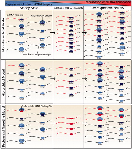 Figure 2. A comparison of models of miRNA targeting and how each relates to the potential for ceRNA crosstalk. In the nonhierarchical model, miRNA molecules bind target transcripts independently of their affinity for their miRNA binding sites. As a result, a ceRNA has to contribute an equivalent number of miRNA binding sites to those already present in the transcriptome before significant derepression of endogenous miRNA target transcripts will be observed. Due to such a high requirement for additional miRNA binding sites, the potential for ceRNA crosstalk is low. In the hierarchical model, miRNA molecules preferentially bind higher affinity sites (8mers) before spreading across low affinity sites. A ceRNA with a high affinity miRNA binding site therefore only has to contribute miRNA binding sites at a number similar to the miRNA molecule count before significant derepression of targets will be observed. Therefore, there is potential for ceRNA crosstalk provided that the miRNA is not highly abundant in comparison to the number of its high affinity binding sites. In the preferential targeting model, certain transcripts are preferentially targeted and repressed by miRNA molecules. In this model, the potential for ceRNA crosstalk is high if the ceRNA is a preferentially targeted transcript. However, it is currently unclear what factors may contribute to preferential targeting (see color version of this figure at www.tandfonline.com/ibmg).