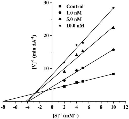 Figure 6. The Lineweaver-Burk plot of hAChE exhibits competitive inhibition with compound 13.