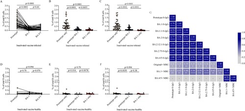 Figure 4. SARS-CoV-2 RBD-specific B cell responses induced by BA.1 breakthrough infection. A, D. Frequencies of memory B cells binding the prototype strain, the BA.1 strain, and the BA.4/5 strain in inactivated vaccine-infected individuals (A, n = 42) and inactivated vaccine-healthy individuals (D, n = 15). B, E. Frequencies of memory B cells binding the prototype strain only, both prototype and BA.1 stains (prototype + BA.1), and the BA.1 strain only in inactivated vaccine-infected individuals (B, n = 42) and inactivated vaccine-healthy individuals (E, n = 15). C, F. Frequencies of memory B cells binding the prototype strain only, both prototype and BA.4/5 strains (prototype + BA.4/5), and the BA.4/5 strain only in inactivated vaccine-infected individuals (C, n = 42) and inactivated vaccine-healthy individuals (F, n = 15). G. Correlation matrix of plasma IgG and memory B cells. Solid lines in (A–F) denote the median with IRQ. Multiple comparisons of memory B cell responses were performed using the Kruskal-Wallis test. For the correlation analyses, correlograms plotting the Spearman rank correlation coefficient (r) between all paired parameters were created with the scipy package (v1.7.3) running in Spyder (5.3.3). *p < 0.05, **p < 0.01, ***p < 0.001, ****p < 0.0001.