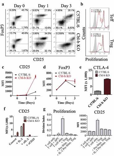 Figure 5. IL-2 secretion by Cbl-b KO CD4+FoxP3− T cells positively contribute to Treg activities
