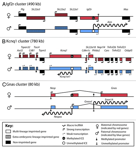 Figure 1. Macro lncRNAs silence imprinted genes in cis. (A-C) Genomic organization of the mouse Igf2r, Kcnq1 and Gnas imprinted gene clusters (not drawn to scale). Red boxes: imprinted expression from the maternal chromosome. Blue boxes: imprinted expression from the paternal chromosome. Genes that are bi-allelically expressed are depicted as black boxes. Open colored boxes: genes with multi-lineage imprinted expression. Colored boxed with black stripes: genes whose imprinted expression is restricted to the extra-embryonic lineage. Genes above the line are expressed from the (+) strand, genes below the line are expressed from the (-) strand. Arrows show transcriptional direction. Solid arrows indicate strong transcription whereas dashed arrows indicate weak transcription. Macro lncRNAs are shown as wavy lines. See key for further details. ICE, imprint control element