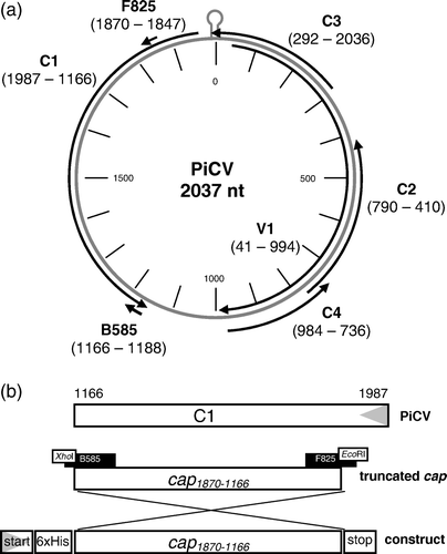 Figure 1.  1a: Genome organization of PiCV. Black arrows, transcription of potential ORFs of PiCV, labelled according to their localization on the virus (V) or the complementary (C) strand. Positions of start and stop codons are given by numbers. The stem-loop element represents the putative origin of replication (Mankertz et al., Citation2000). Small arrows, position of the primers used to amplify cap1870–1166. 1b: Schematic presentation of the construction of pTriEx-6HN-cap1870–1166. Grey triangles, direction of transcription. Nucleotide positions are given by numbers. Black boxes, primers with primer encoded adjacent restriction enzymes, used to amplify cap1870–1166.