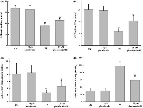 Figure 3. Phenformin sustains antioxidant capacity and AChE activity under irradiation. Effects of X-rays with or with phenformin on SOD activity (A), CAT activity (B), AChE levels (C), and MDA (D). n = 3 replicates, 20 embryos per replicate. **p < .01, vs. control group; #p < .05 or ##p < .05 vs. irradiation group.