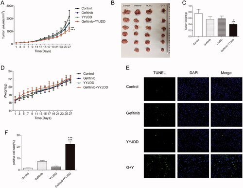 Figure 5. YYJDD overcame gefitinib resistance in vivo. H1975 cells were transplanted to BALB/c nude mice. The mice were randomly divided into four groups: control, gefitinib, YYJDD, and gefitinib + YYJDD group. (A) Tumour volumes of mice were measured every other day for 4 consecutive weeks. (B) The nude mice were sacrificed at the end of the 4th week and the tumours were collected. (C) The tumour tissues were weighed and calculated. (D) The body weights of mice were measured every other day for 4 consecutive weeks. (E) Apoptosis in tumour tissues was detected by TUNEL staining (original magnification, ×400). Green fluorescence indicated TUNEL staining; Blue fluorescence indicated DAPI staining. (F) TUNEL positive cell rate in each group was calculated involving at least five representative high-power fields. The final positive cells were the mean of at least five different mice tumour tissues in each group. Data were presented as mean ± SD. ***p < 0.01 compared to control group; ▲p < 0.05 and ▲▲▲p < 0.001 compared to gefitinib group. G: Gefitinib; Y: YYJDD.
