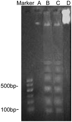 Figure 4. Agarose gel electrophoresis of DNA fragment extracted from SGC-7901 cells. (A), (B), and (C) were treated with TTF from C. nudicaule for 48 h at 4, 8, and 16 μg/mL, respectively. (B) and (C) presented typical apoptotic DNA ladders. (D) was untreated.