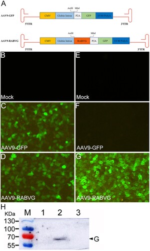 Figure 1. Constructions and identifications of the recombinant virus AAV9-RABVG in infected 293T cells. The G gene of RABV SRV9 strain was cloned into the AAV plasmid of pAV-CMV-P2A-GFP between AsiS I and Mlu I sites, and resulted in pAV-CMV-RABVG-P2A-GFP. The recombinant virus AAV9-RABVG (A) was obtained by co-transfection with pAV-CMV-RABVG-P2A-GFP, Ad Helper plasmid and pAAV-rep/cap in 293T cells. The 293T cells were infected with mock (B and E), AAV9-GFP (C and F) or AAV9-RABVG (D and G) at an MOI of 105, respectively, and the eGFP expressions were observed at 72 h post infection in AAV9-GFP (C), AAV9-RABVG (D) or mock (B) infected 293T cells (×200) with a fluorescent microscope before fixed. Then, the cells were fixed with 80% ice-cold acetone, and stained with primary antibody of mouse anti-RABV G monoclonal antibody and second antibody of Alexa Fluor 488-conjugated goat anti-mouse IgG (H + L). The fluorescent signals specific to the RABV G protein in 293T cells (×200) infected with mock (E), AAV9-GFP (F) or AAV9-RABVG (G) was observed with a fluorescent microscope. The specific G protein band was detected by western blot in the AAV9-GFP infected 293T cells (H).