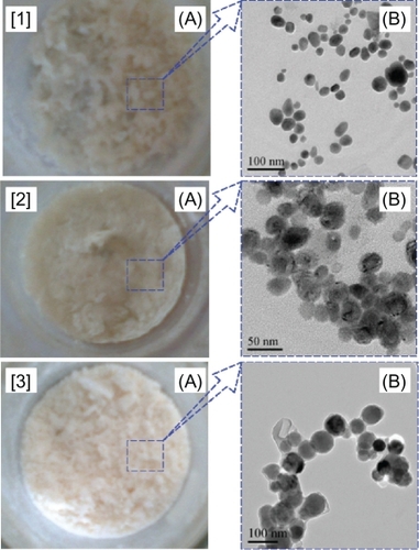 Figure 4 The dried samples (A) and TEM photographs (B) of the nanocapsules of the mass ratio of gelatin and artesunate being 1 [1], 3 [2] and 5 [3].