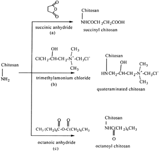 Figure 2 Chemical modification of chitosan with (a) carboxyl group, (b) quateraminated group, and (c) benzoyl group.
