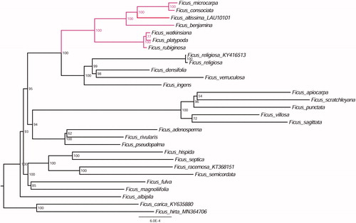 Figure 1. The ML phylogenetic tree for F. altisima based on other 27 species plastid genomes.