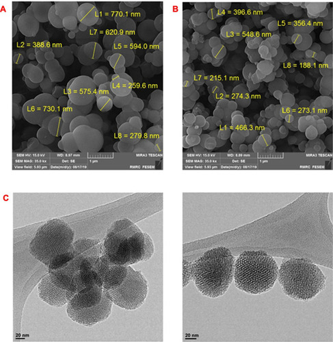 Figure 4 FE-SEM image of synthesized MS-NH2 (A) and MS-SA (B). HR-TEM images of synthesized MS-SA (C).