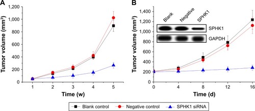 Figure 6 The antitumor effect of SPHK1 silencing on NB in nude mice models.