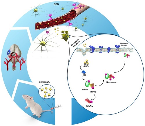 Figure 10 Proposed signaling pathways involved in OX26@GNPs-induced toxicity in a rat model of MCAO.