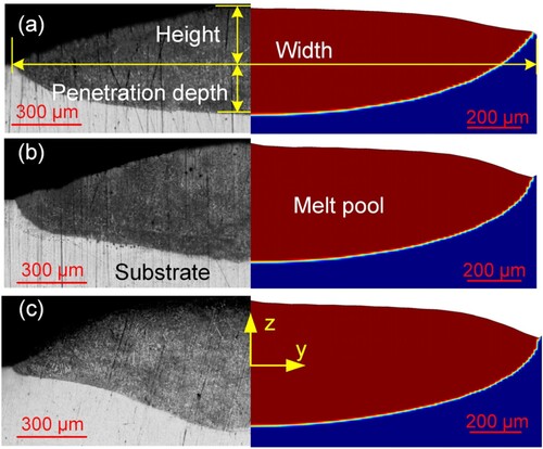 Figure 6. Cross-sectional profiles of the melt pool under the C-SGP with different laser powers: (a) 600 W, (b) 700 W, and (c) 800 W.