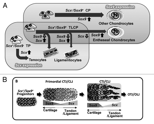 Figure 2. Embryonic development of the bone-tendon interface. (A) The degree of Scx and Sox9 expression determines cellular phenotype. Scx−/Sox9+ chondroprogenitors (CP) become chondrocytes of the skeletal anlagen while Scx+/Sox9− tenoprogenitors (TP) become tenocytes of the tendon midsubstance. Varying levels of Scx and Sox9 expression are seen in teno-/ligamento-/chondro-progenitors (TLCP), which give rise to cells of the bone-tendon interface. (B) Scx+/Sox9+ progenitors give rise to the primordial chondro-tendinous/ligamentous junction (CTJ/CLJ), which forms the osteo-tendinous/ligamentous junction (OTJ/OLJ) following birth. Reproduced with permission from reference Citation23.