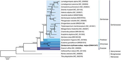 Figure 3. Maximum-likelihood tree inferred from the sequences coding for the shared proteome from Centaurium erythraea subsp. majus isolate BPTPS121 and 17 verified and complete chloroplast genomes belonging to the Gentianaceae family available in GenBank (accession date: 26 June 2022). The numbers attached to the branches show the SH-aLRT and the UFBoot2 percent supports (SH-aLRT/UFBoot2). Catharanthus roseus (L.) G.Don (NC_021423; lamiids clade, Apocynaceae family), Nonea vesicaria (L.) Rchb. (NC_060826; lamiids clade, Boraginales order), and Tilia platyphyllos Scop. (NC_062378; malvids clade, Malvales order) were used as the outgroups.