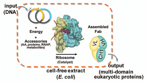 Figure 1 Schematic diagram of the open cell-free synthesis (OCFS) system. Energy required for transcription-translation is driven by glutamate catabolism via the TCA cycle to produce reducing equivalents, primarily in the form of NADH, which fuels oxidative phosphorylation providing a stable supply of ATP over the course of the 10 h cell-free protein synthesis reaction. Addition of T7-RNA polymerase (RNAP), individual HC and LC T7-based plasmids or linear template for scFv, with amino acids drives transcription and subsequent ribosomal translation followed by protein folding, assisted by added glutathione and disulfide isomerase chaperone.