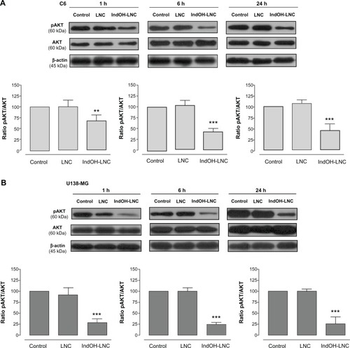 Figure 3 IndOH-LNC decrease the pAKT protein immunocontent in glioma cells. Western blotting for pAKT, AKT, and β-actin was performed at the indicated time in 25 μM IndOH-LNC-treated (A) C6 and (B) U138-MG glioma cells.Notes: Unloaded LNC were considered the vehicle control of IndOH-LNC. The histogram presents the quantitative Western blot analysis of the AKT phosphorylation state. The densitometric values obtained for phospho- and total-AKT after treatments were normalized to their respective controls (control bar) (100%). Data are expressed as a ratio of the normalized percentages of pAKT and AKT. Bars represent the mean ± standard deviation for six independent experiments. significant differences from control and LNC groups: **P< 0.01 and ***P< 0.001, as assessed by one-way analysis of variance followed by the Bonferroni post hoc test.Abbreviations: IndOH-LNC, indomethacin-loaded lipid-core nanocapsules; LNC, lipid-core nanocapsules.