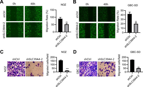 Figure 3 Knockdown of SLC39A4 expression impeded cell migration. (A and B) Wound-healing assays were undertaken to evaluate migration of NOZ/shSLC39A4-2 cells (A) and GBC-SD/shSLC39A4-2 cells (B). Representative images (magnification, ×100) and quantitation are shown. (C and D) Transwell-migration assays were conducted to observe the transmigration capability of NOZ/shSLC39A4-2 cells (C) and GBC-SD/shSLC39A4-2 cells (D). Representative images (magnification, ×200) and quantitation are shown. Data are the mean ± SD (unpaired t-test). **p < 0.01, ***p < 0.001, compared with NOZ/shCtrl or GBC-SD/shCtrl.