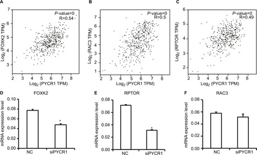 Figure 5 Analysis and detection of PYCR1 coexpression genes in human MM.Notes: (A–C) PYCR1 coexpression genes were identified using the GEPIA dataset. FOXK2, RPTOR and RAC3 showed a similar expression pattern to that of PYCR1 in SKCM. (D–F) siPYCR1 inhibited FOXK2 and RPTOR expression, but not RAC3 expression in A375 cells. *P<0.05.Abbreviations: MM, malignant melanoma; NC, negative control; GEPIA, Gene Expression Profiling Interactive Analysis; SKCM, skin cutaneous melanoma; FOXK2, forkhead box K2; PYCR1, pyrroline-5-carboxylate reductase; RPTOR, regulatory associated protein of MTOR complex 1.